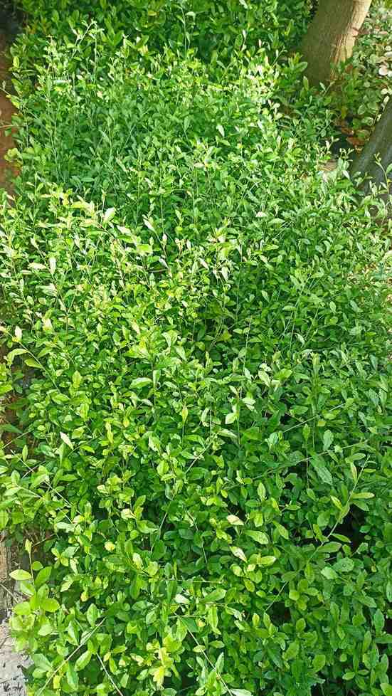 jual tanaman lew kwan yew tanaman rambat hias 9