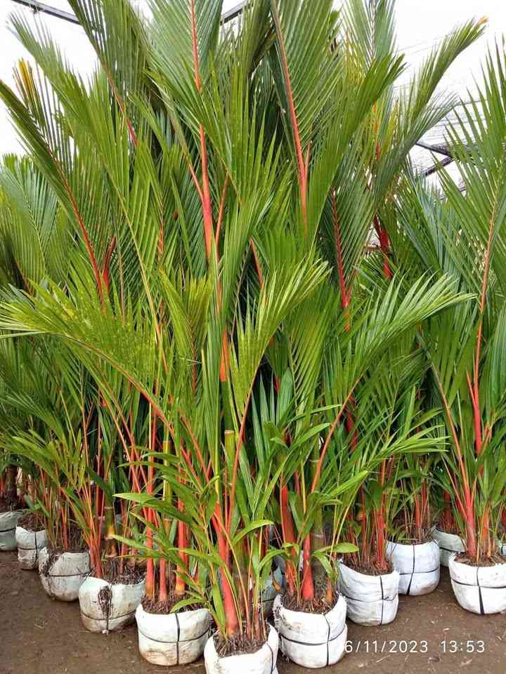 pohon palem merah ukuran besar siap tanam di halaman