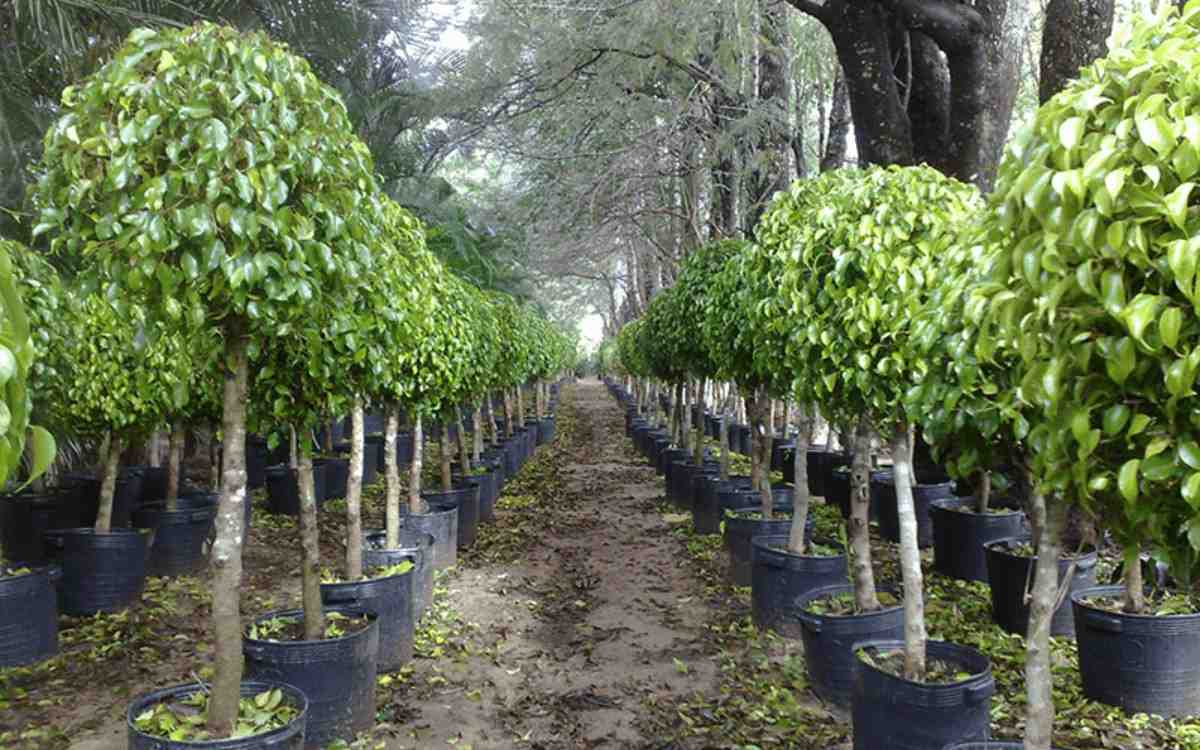 Pohon Beringin berkualitas untuk taman dan landscape