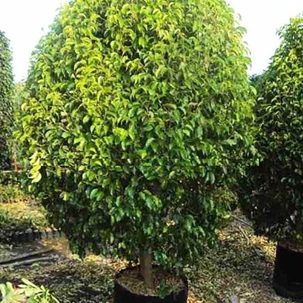jual pohon beringin pohon peneduh peghijauan 10