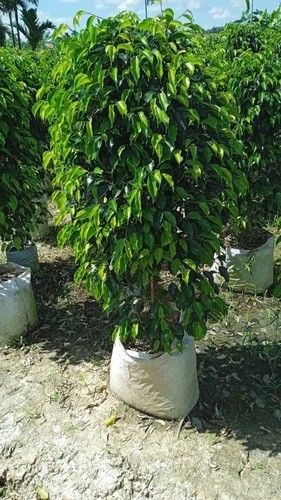 jual pohon beringin pohon peneduh peghijauan 11