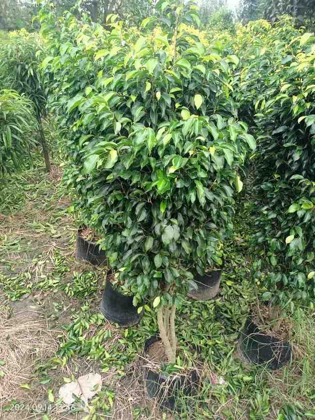 jual pohon beringin pohon peneduh peghijauan 14