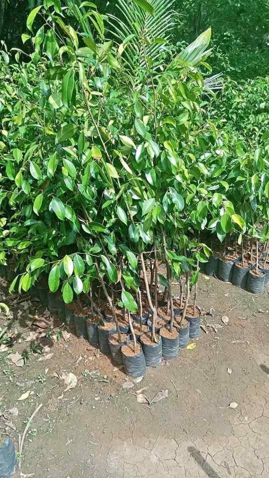 jual pohon beringin pohon peneduh peghijauan 2