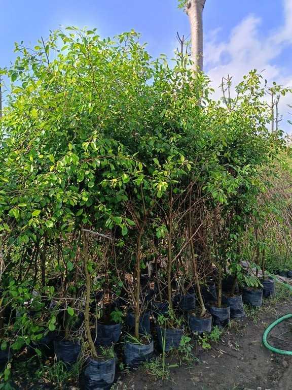 jual pohon beringin pohon peneduh peghijauan 3