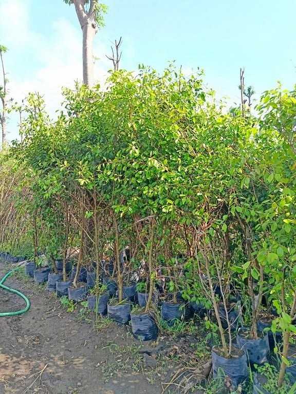 jual pohon beringin pohon peneduh peghijauan 4