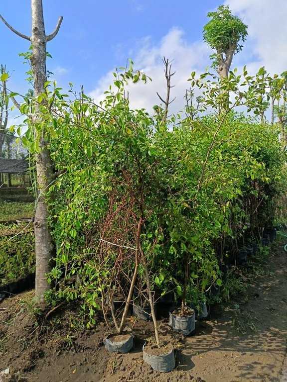 jual pohon beringin pohon peneduh peghijauan 5