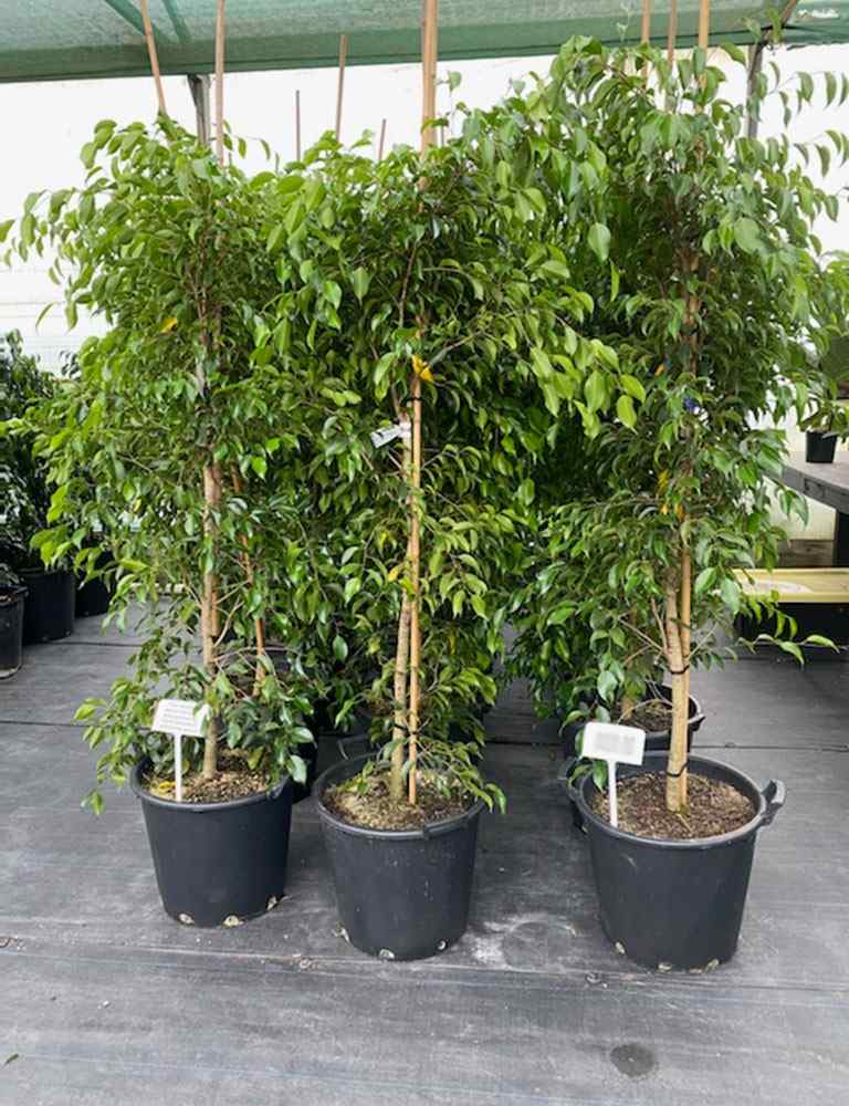 jual pohon beringin pohon peneduh peghijauan 8