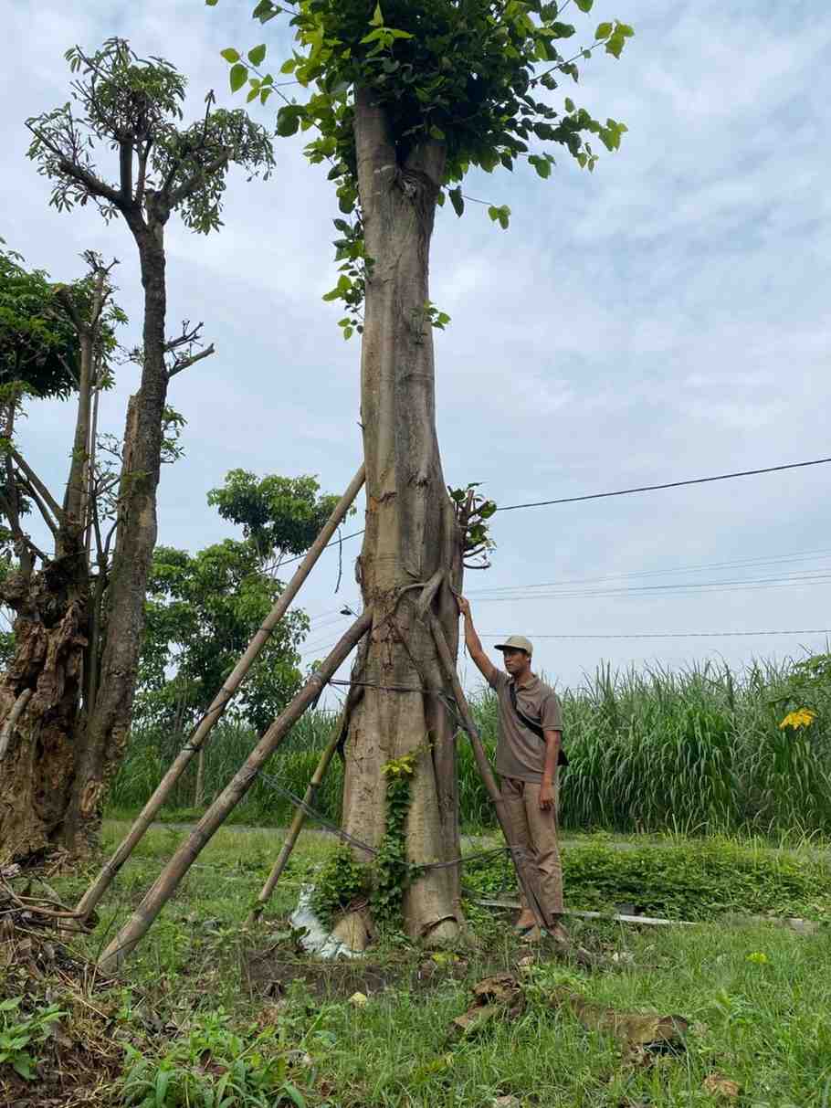 jual pohon bodhi ukuran besar langka siap kirim 1
