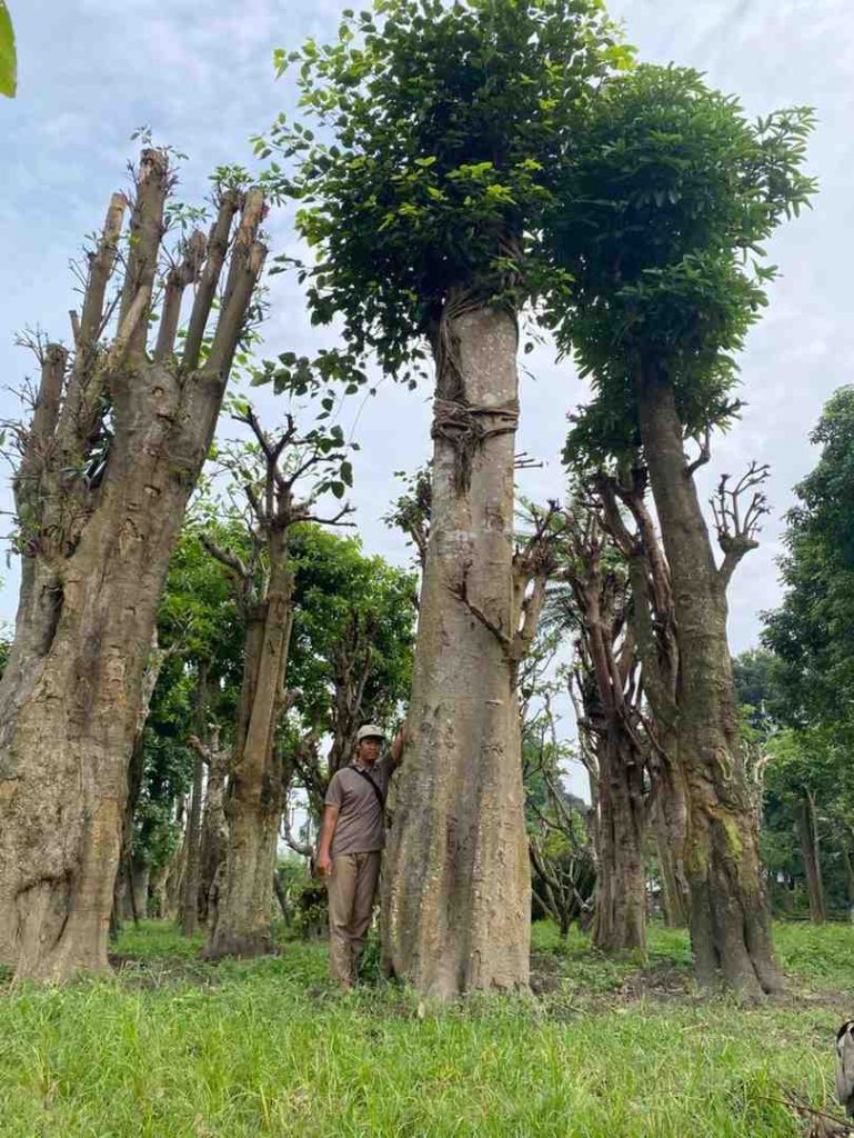 jual pohon bodhi ukuran besar langka siap kirim 2