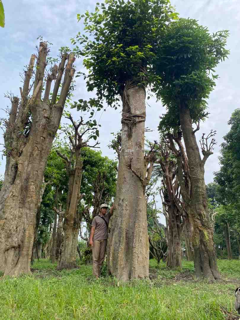 jual pohon bodhi ukuran besar langka siap kirim 2