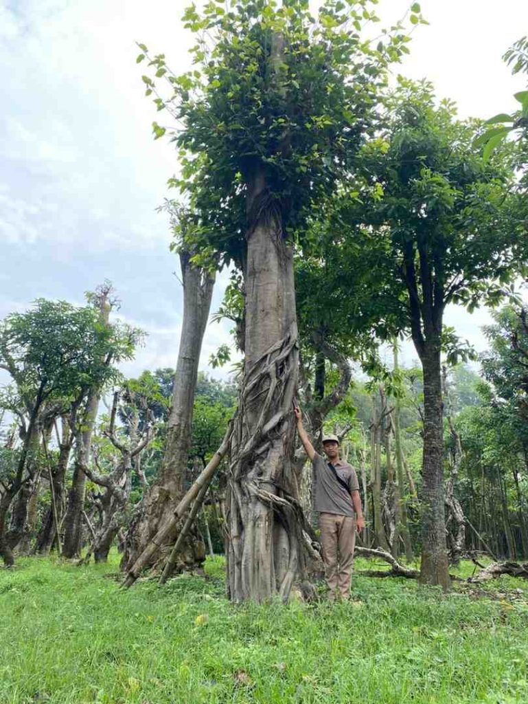 jual pohon bodhi ukuran besar langka siap kirim 3
