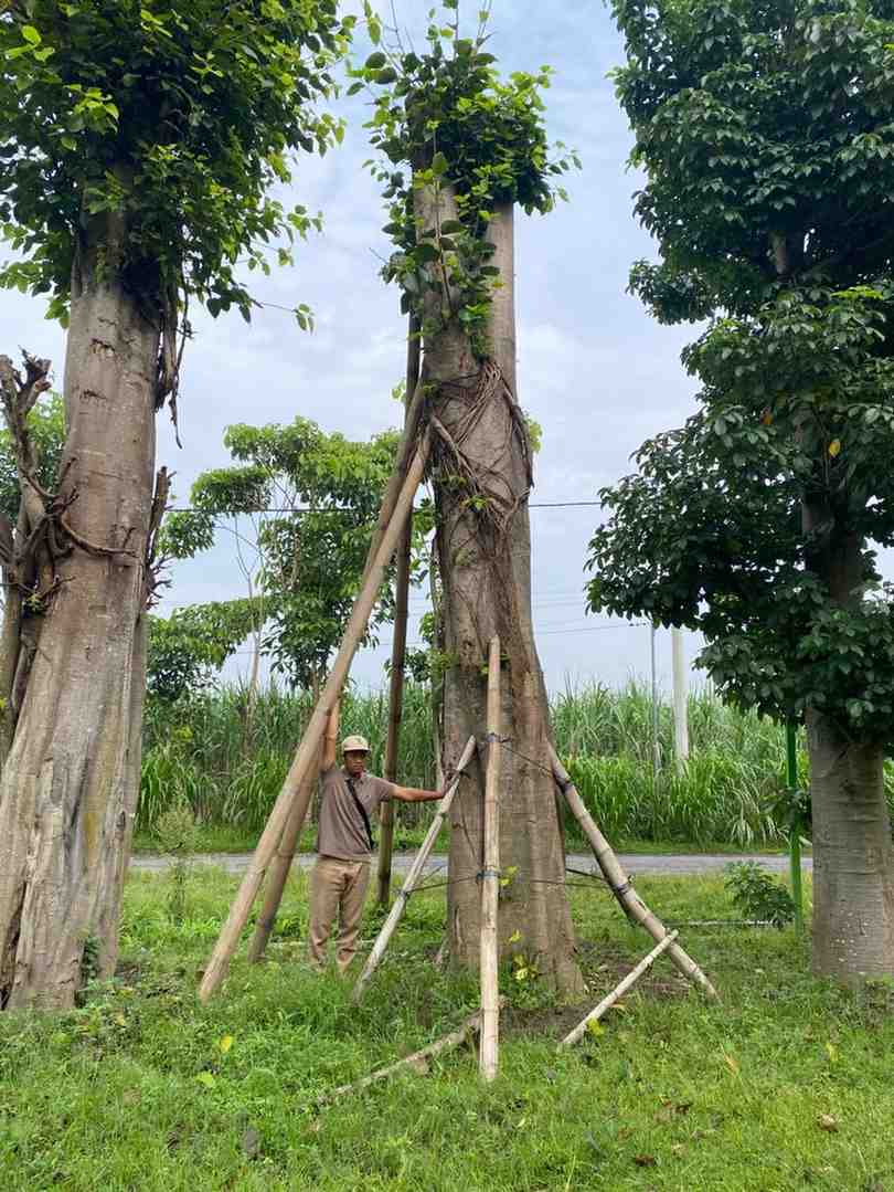jual pohon bodhi ukuran besar langka siap kirim 4