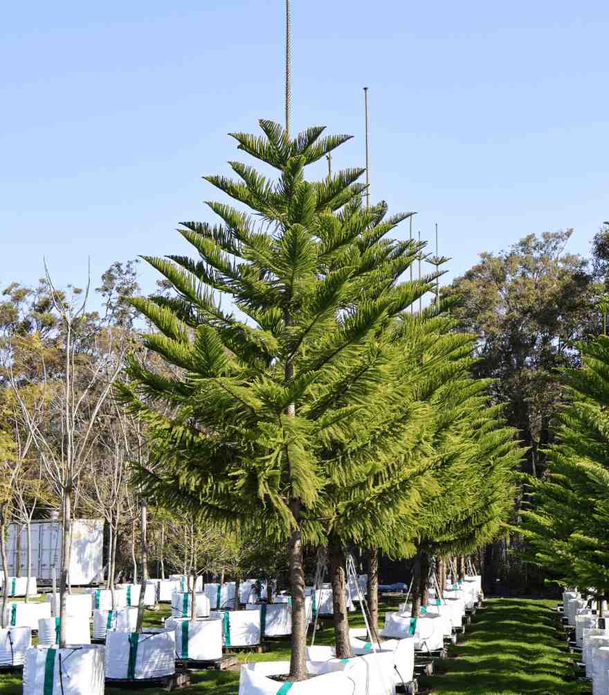 Jual cemara norfolk siap tanam dengan kualitas terbaik untuk taman elegan