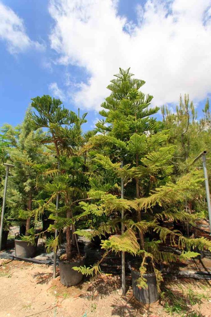 Jual cemara norfolk ukuran besar untuk taman minimalis modern