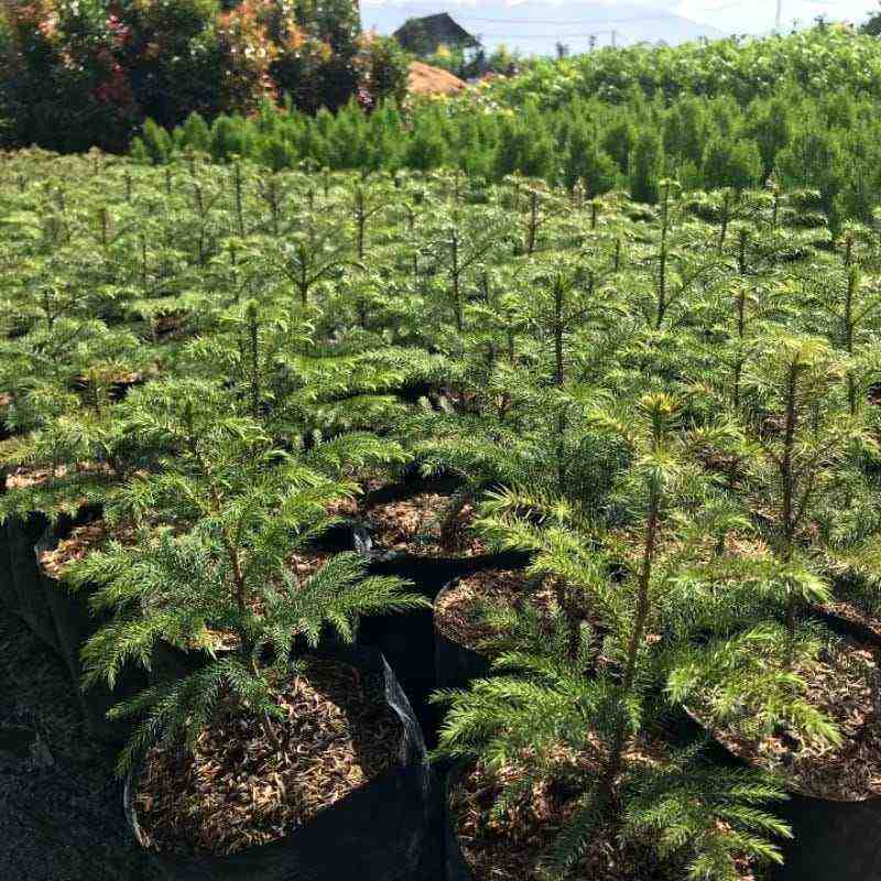 Jual cemara norfolk berbagai ukuran dari bibit hingga pohon besar