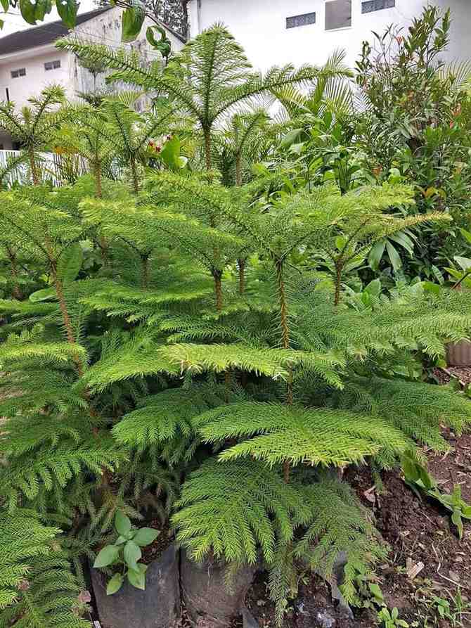 Tanaman cemara norfolk premium untuk area komersial jual cemara norfolk