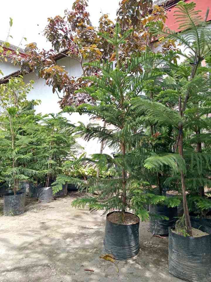 Jual cemara norfolk tinggi dan simetris cocok untuk focal point taman