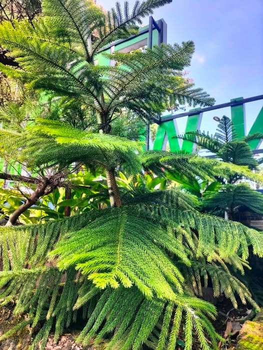 Koleksi tanaman hias jual cemara norfolk untuk taman tropis dan modern