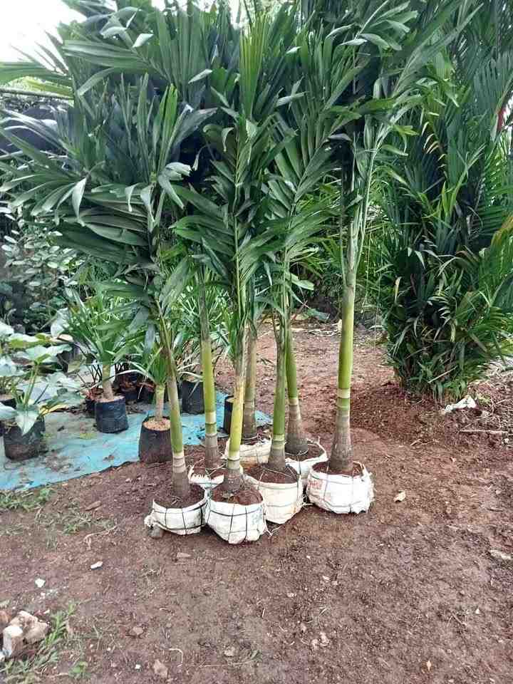 Jual pohon palem putri kualitas premium cocok untuk hotel dan villa
