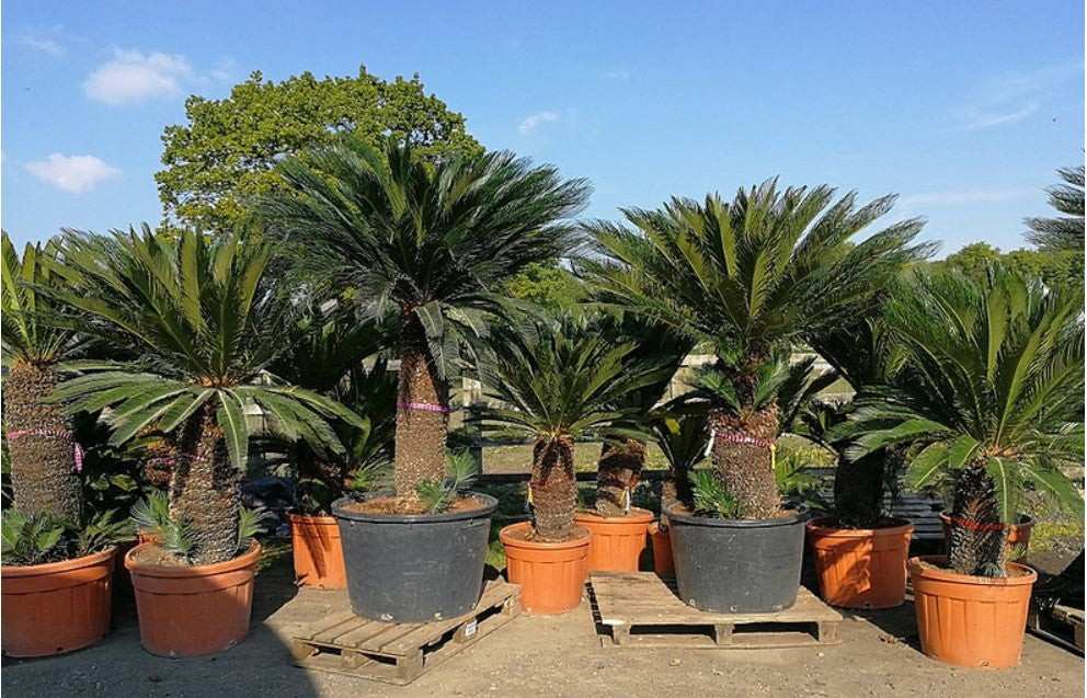 jual pohon palem sikas tanaman hias cantik 1