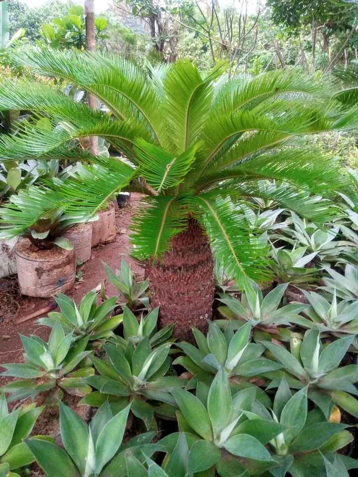 jual pohon palem sikas tanaman hias cantik 10