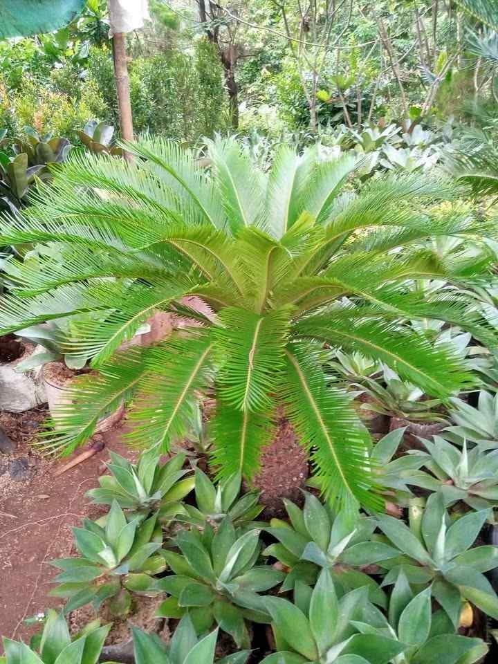 jual pohon palem sikas tanaman hias cantik 11