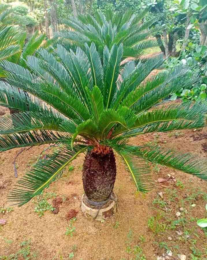 jual pohon palem sikas tanaman hias cantik 12