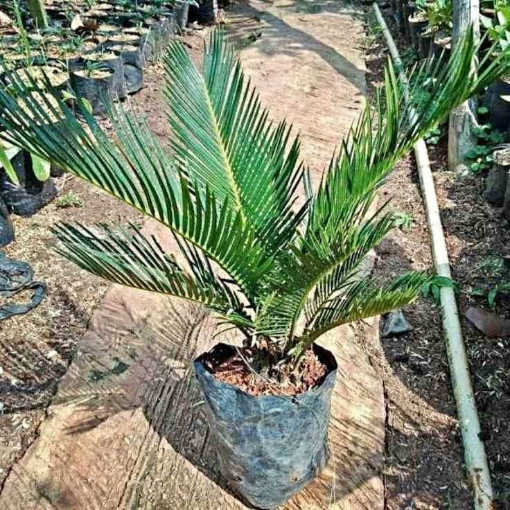 jual pohon palem sikas tanaman hias cantik 13