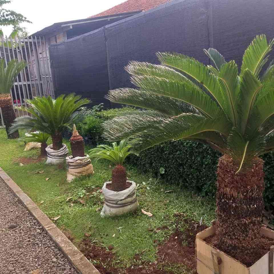 jual pohon palem sikas tanaman hias cantik 4