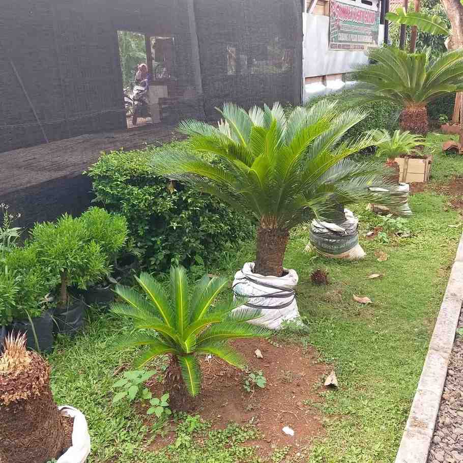 jual pohon palem sikas tanaman hias cantik 5