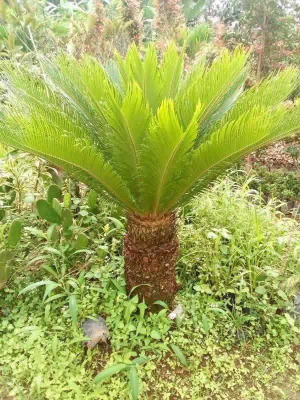 jual pohon palem sikas tanaman hias cantik 6