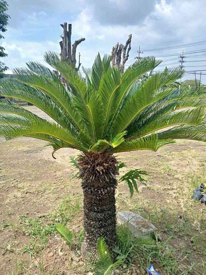 jual pohon palem sikas tanaman hias cantik 7