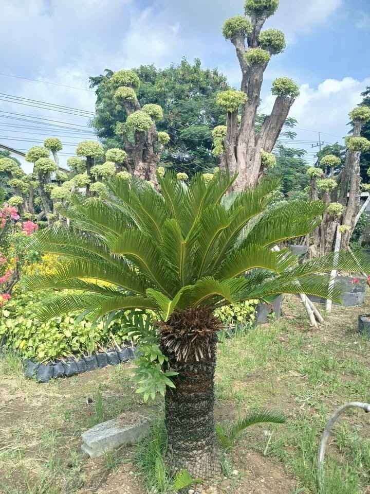 jual pohon palem sikas tanaman hias cantik 8