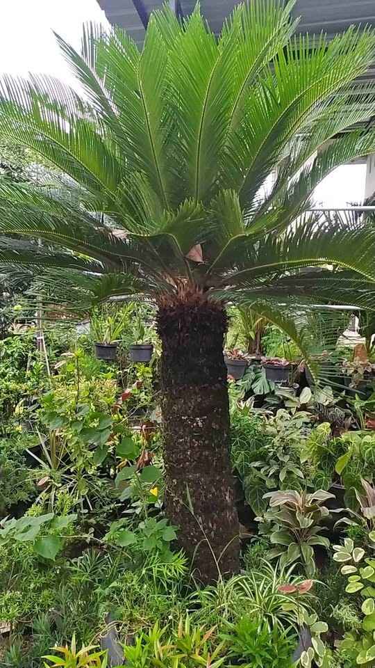 jual pohon palem sikas tanaman hias cantik 9