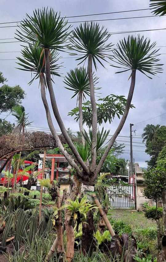 jual pohon pandan bali ukuran kecil hingga besar 1