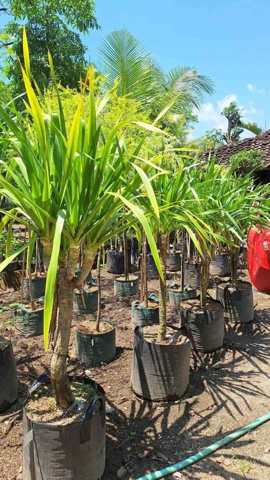 jual pohon pandan bali ukuran kecil hingga besar 1