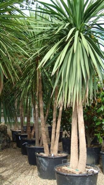 jual pohon pandan bali ukuran kecil hingga besar 11