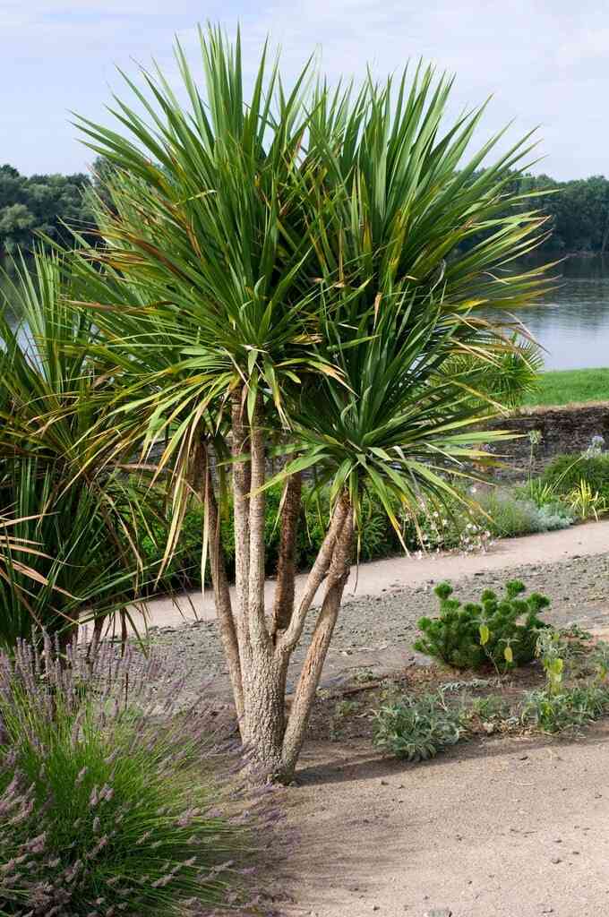 jual pohon pandan bali ukuran kecil hingga besar 15