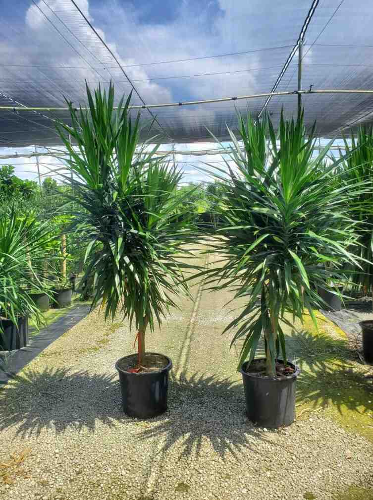 jual pohon pandan bali ukuran kecil hingga besar 17