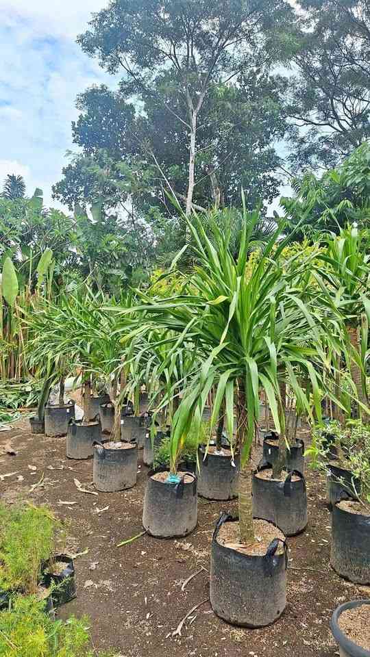 jual pohon pandan bali ukuran kecil hingga besar 2
