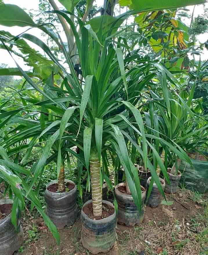 jual pohon pandan bali ukuran kecil hingga besar 3