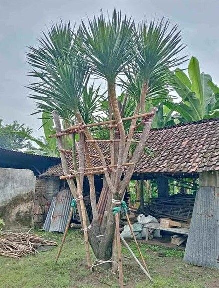 Pandan Bali
