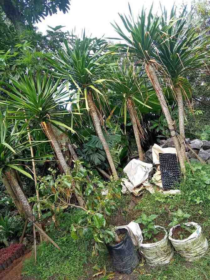 jual pohon pandan bali ukuran kecil hingga besar 5