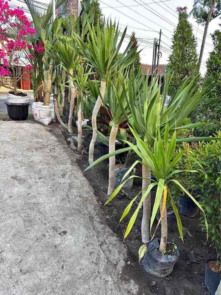jual pohon pandan bali ukuran kecil hingga besar 6