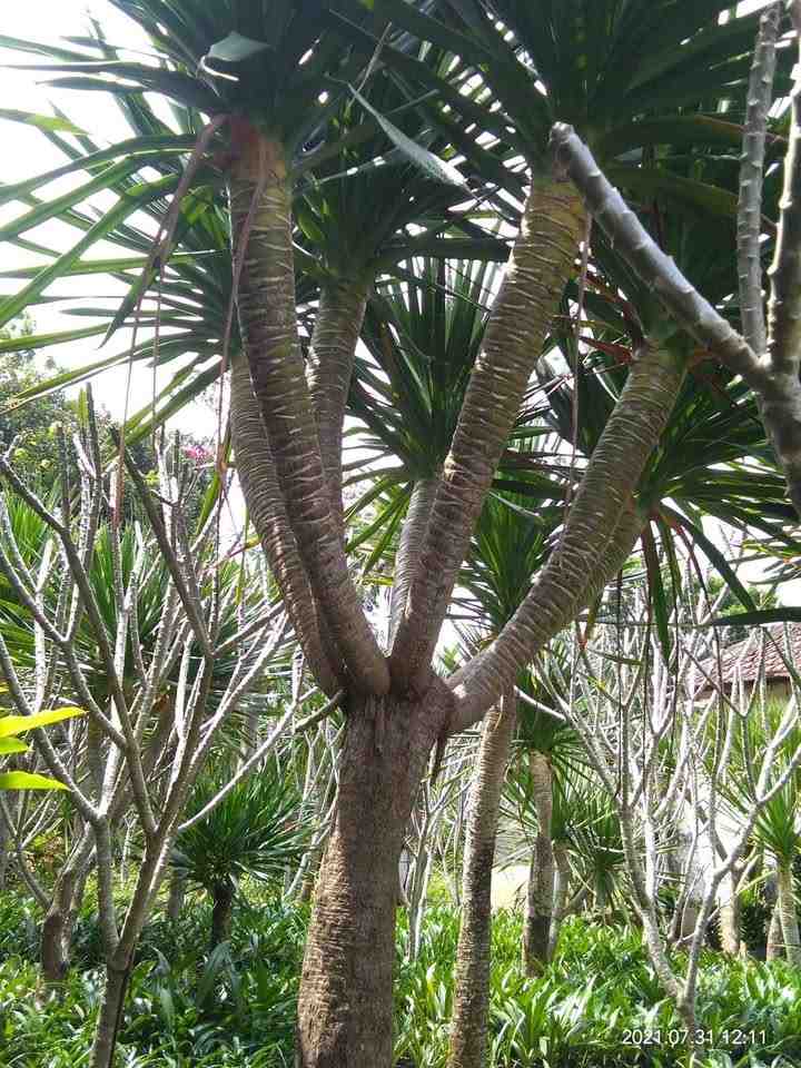 jual pohon pandan bali ukuran kecil hingga besar 7