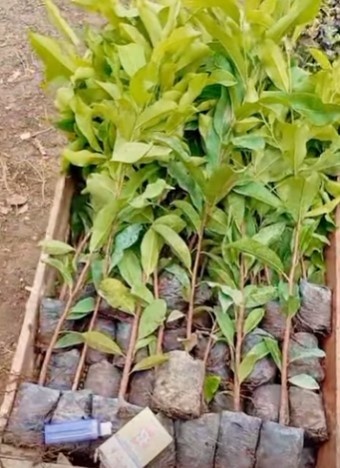 jual pohon tanjung pohon peneduh 1