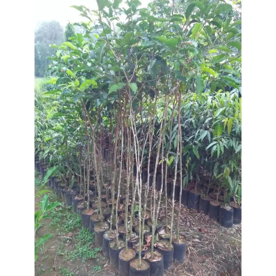 jual pohon tanjung pohon peneduh 1