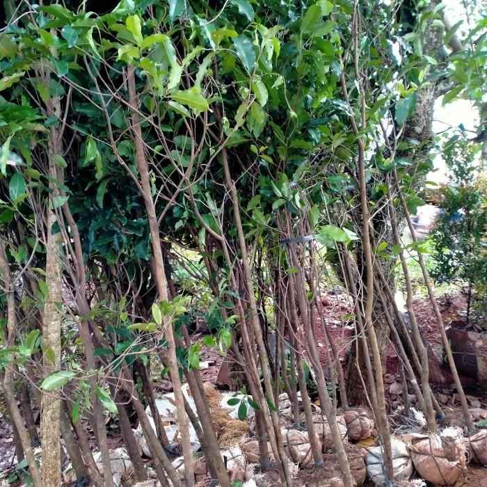jual pohon tanjung pohon peneduh 2