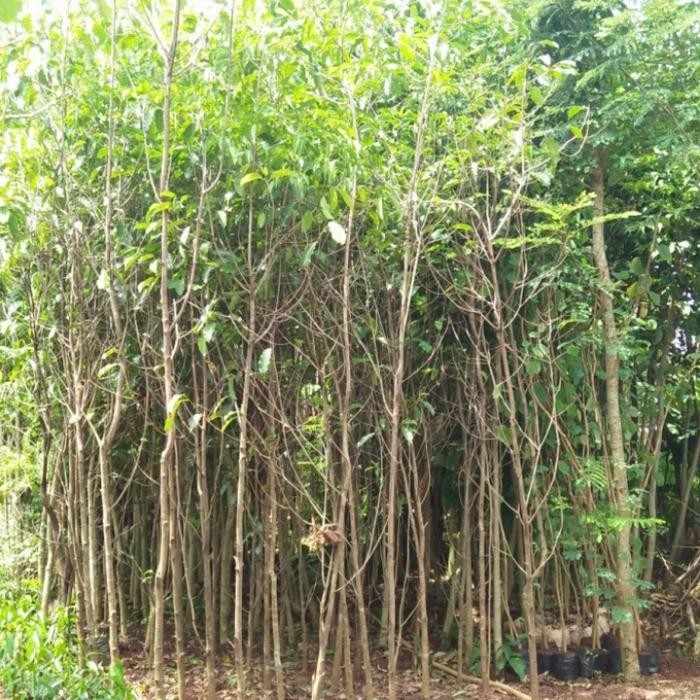 jual pohon tanjung pohon peneduh 3
