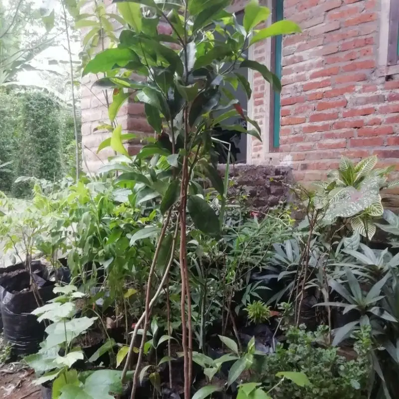 jual pohon tanjung pohon peneduh 3
